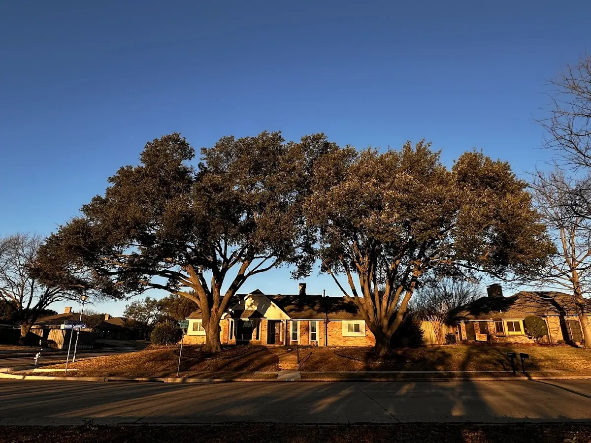Established residential canopy tree shading a home in Fairmont